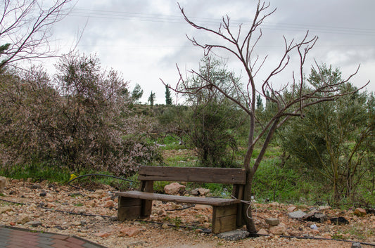 שרשרת הנשמות של ז' בחשוון